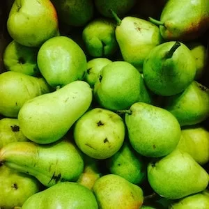 What Are the Benefits of Feeding Labrador dogs Pears 