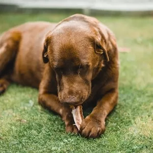 What Size Of Nylabone Should I Get For My Labrador dog 