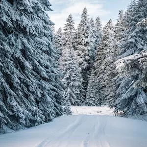 When Snow Eating Should Cause Concern For Your Labrador dog