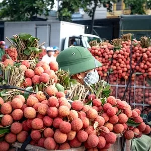 Why Is Lychee Bad For Labrador dogs 