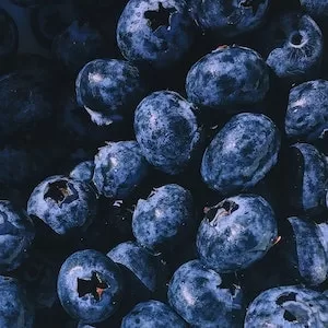 Are Blueberries Good For Labrador dogs
