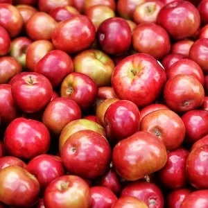 Are Some Labrador dogs Allergic To Apples 