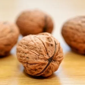 Are Walnuts Good For Labrador dogs