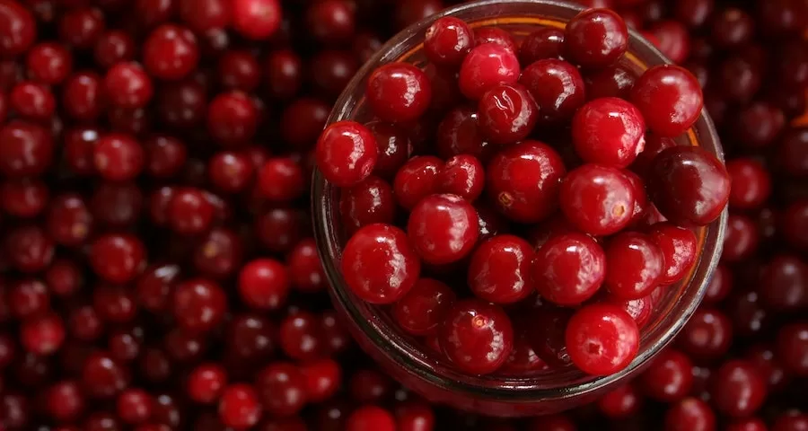 Can Labrador Dog Eat Cranberries