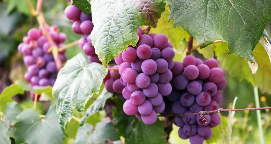 Can Labrador Dog Eat Grapes