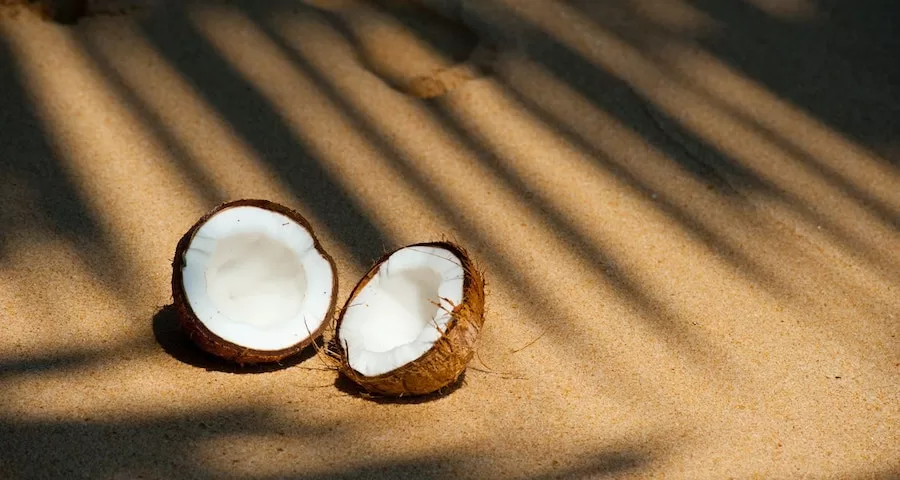 Can Labrador Dogs Eat Coconut