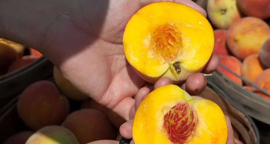 Can Labrador Dogs Eat Nectarine