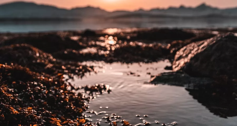 Can Labrador Dogs Eat Seaweed