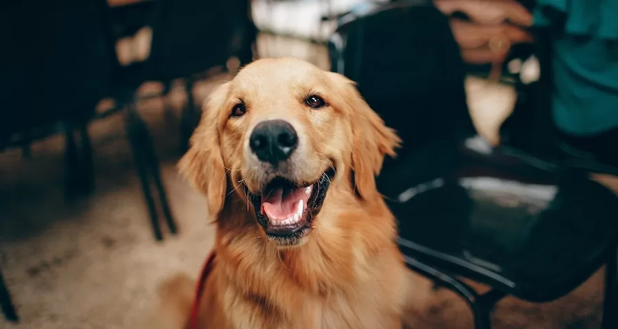 Can Labrador Dogs Eat Spam