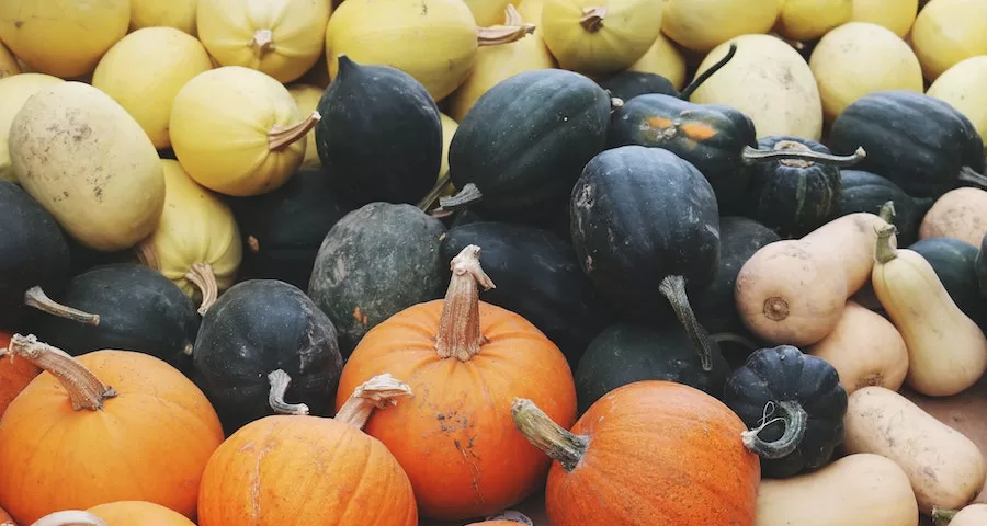 Can Labrador Dogs Eat Squash