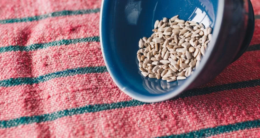 Can Labrador Dogs Eat Sunflower Seeds