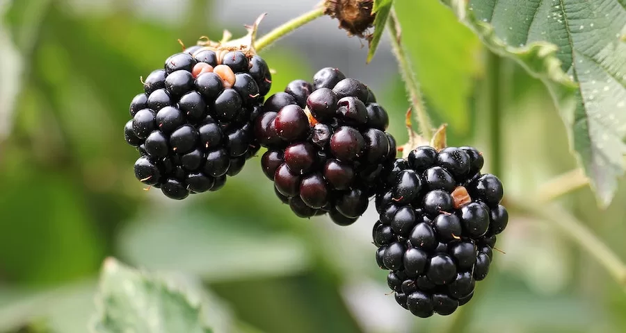 Can Labrador Dogs Safely Eat Blackberries