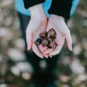 Can Labrador dogs Eat Acorns