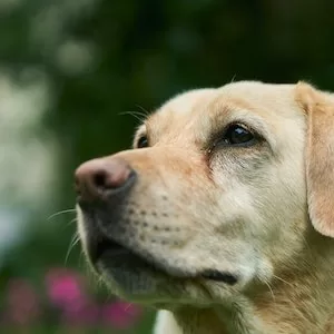 Can Labrador dogs Eat Turkey Spam 