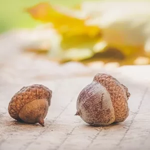 Can Puppies Eat Acorns 