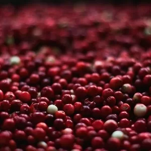 Dangers Of Giving Your Labrador dog Cranberries 