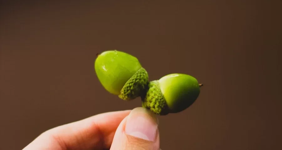 How Many Acorns Can A Labrador Dog Eat