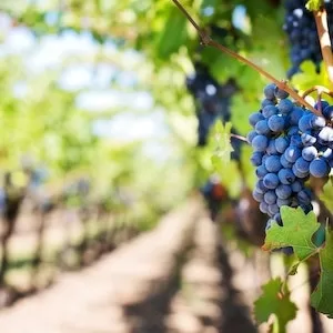 How Many Grapes Can A Labrador dog Eat