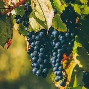 How Many Grapes Does it Take to Hurt a Labrador dog 