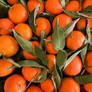 How Much And How To Prepare Clementines For Your Labrador dog 