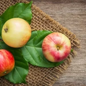 How Much Apple Can A Labrador dog Eat