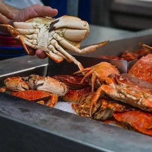 How To Feed Crab To Labrador dogs 