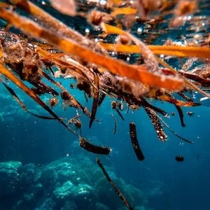 How To Safely Feed Your Labrador dog Seaweed 