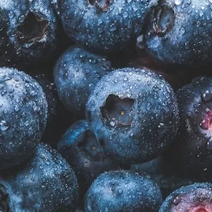 How To Serve Blueberries For Labrador dogs 