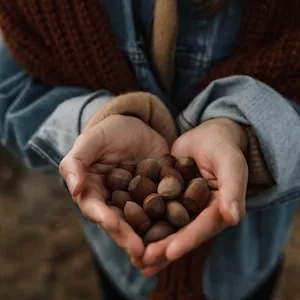 Symptoms Of Labrador dog Eating Acorns 