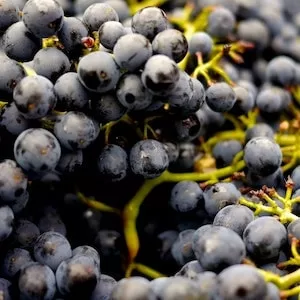 What Are The Symptoms Of Grape Poisoning In Labrador dogs 