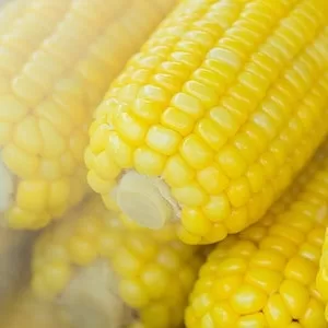 How To Keep Corn Cobs Away From Labrador dogs 