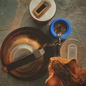 The Difference Between Labrador dog Food And Cat Food