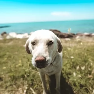 Are Bones Safe For Labrador dogs  