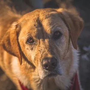 The Health Benefits Of Bones For Labrador dogs